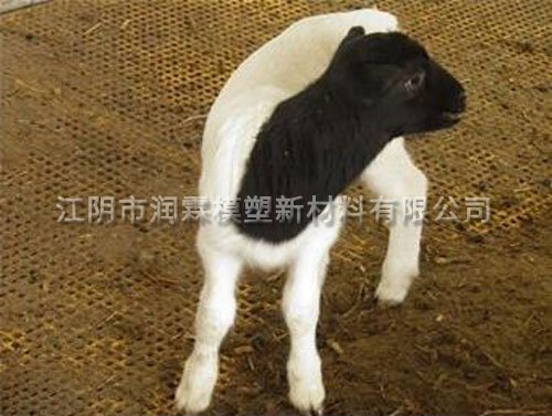 羊舍漏糞板19型玻璃鋼